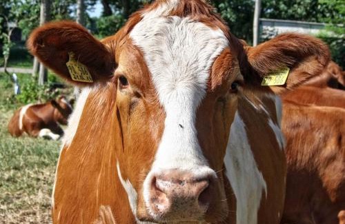 Oxlund House | Ferienhof Petersen - Gastfreundschaft im hohen Norden