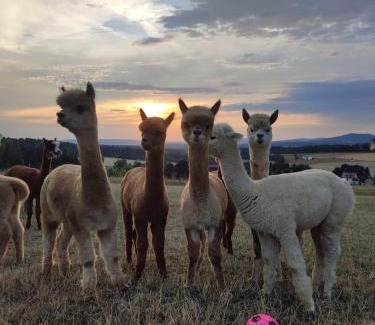 Waldershof Apartment | Ferienwohnung AlpakasvomWeissenstein