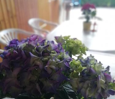 Ilmtal Apartment | Ferienwohnung Nico