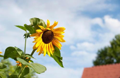 Kaindorf an der Sulm Apartment | Ferienwohnung Schulter