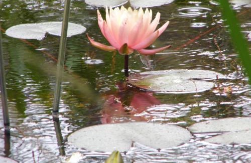 Neppermin Apartment | Ferienwohnung Seerose