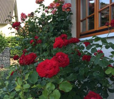 Raben Steinfeld Apartment | Ferienwohnung Störblick Schwerin