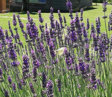 Pischelsdorf am Kulm House | Ferienwohnung Wachmann
