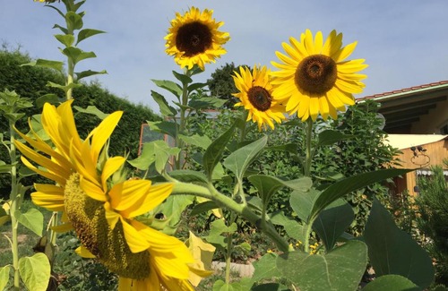 Friesdorf Apartment | Ferienwohnung "Zum Schlossblick"
