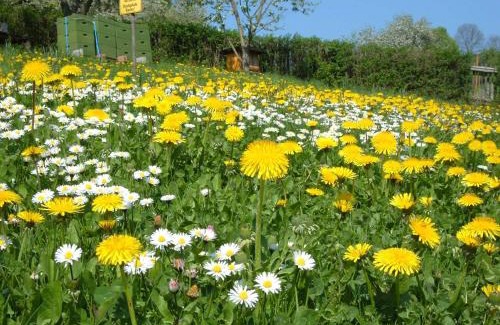 Langenroda Apartment | Ferienwohnungen "allerleigrün"