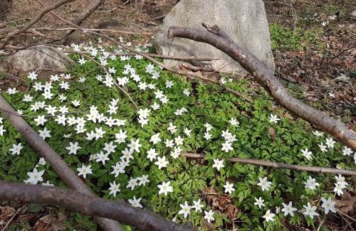 Buelow Apartment | Ferienwohnungen am Malchiner See
