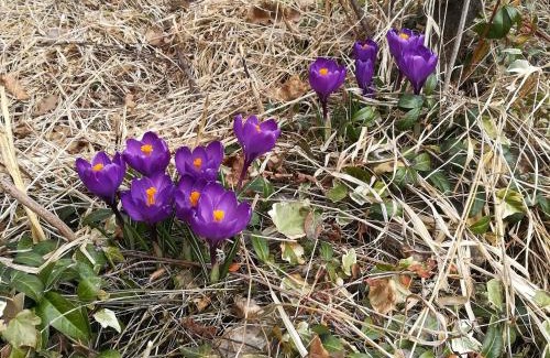 Schiefling am See Apartment | Ferienwohnungen Fritze Bürger