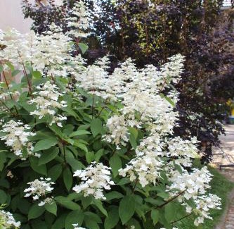 Kodersdorf Apartment | Fewo Schillings