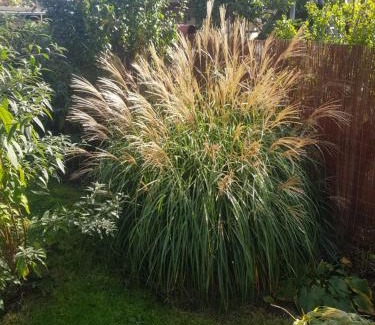 Weimar Apartment | FeWo Weimar