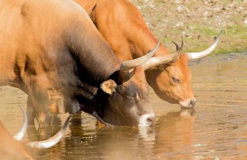 Membrio Villa | Finca Cerro Verde