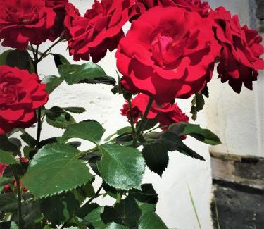 Altwarp Apartment | Fischerhaus Godewind 60 qm