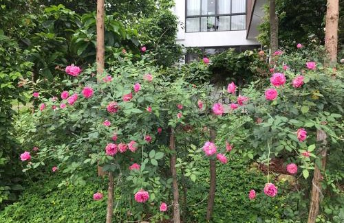 Ngoc Quang Villa | Flamingo Dailai - HQ villa