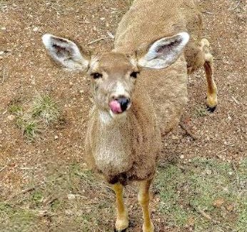 Florissant House | Forest Cabin with Deer, Wrap Deck, Close to Fossil Beds, Colorado Wolf and Wildlife Center