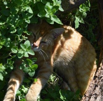 Kolonie House | Gästehaus Bohg