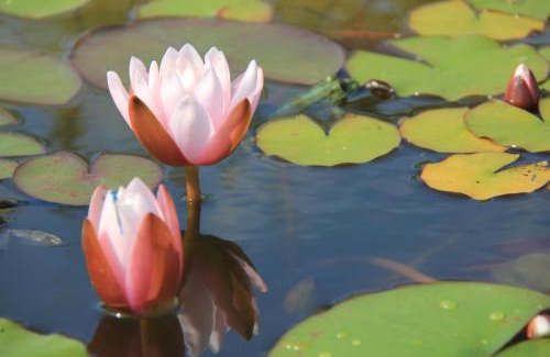 Zurndorf Apartment | Gästewohnung am Pferdehof