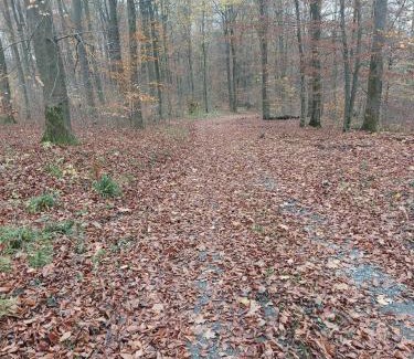 Stockum Apartment | gemütliche Dachgeschoss- Ferienwohnung im Grünen