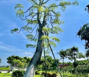 Baihe House | Grand Uncle