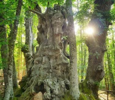 El Tiemblo Villa | GREDOS RURALRUT cerca del CASTAÑAR de El Tiemblo, Reserva Natural VALLE DE IRUELAS, alojamiento acogedor con cabina hidromasaje, chimenea eléctrica, calefacción, wifi, cocina