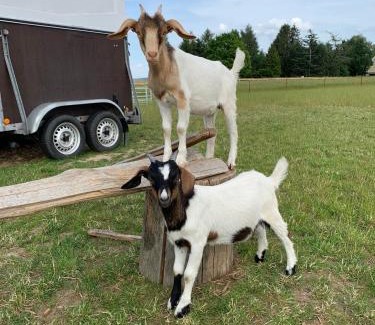 Doberschau Apartment | Gutshof Doberschau