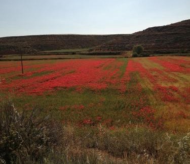 Cetina House | Habitacion rural en entorno tranquilo