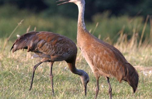 Homer Bed & Breakfast | Halcyon Heights B&B/Inn