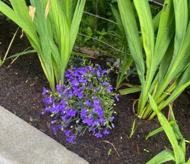 Mullingar Apartment | Harrys place