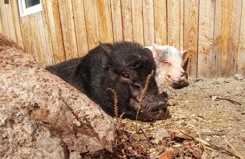 Saint-Felix-d'Otis House | Hebergement Cerfs-Tifie fermette