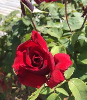 Baiona House | Heu’s Monte