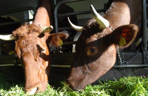 Kuchl Bed & Breakfast | Hinterkellaubauer