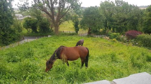 Ennistimon House | Hogan's Cottage