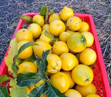 Bao Lam Cabin | Homestay Vườn An Nhiên