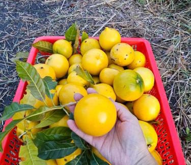 Bao Lam Cabin | Homestay Vườn An Nhiên