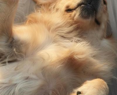 Kalka Cabin | Homestead Thapli Camps