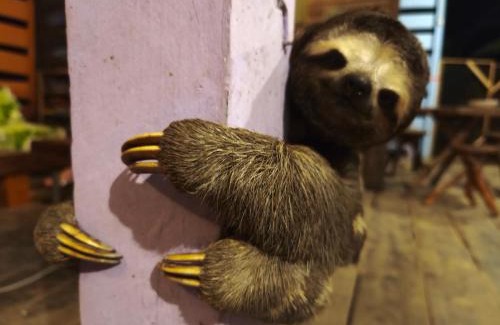 Yarinacocha House | Hostel AYA-NI