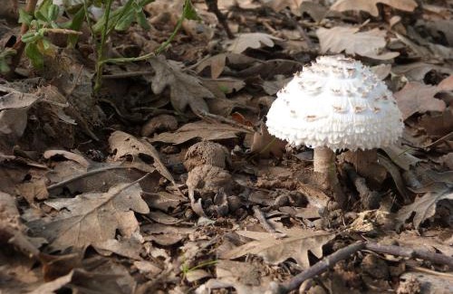 Linarejos Hotel | Hotel Rural El Caseron de Linarejos