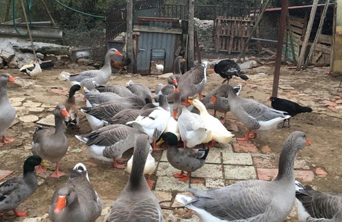 Burgomillodo House | Hotel Rural Pantano de Burgomillodo