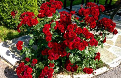 Irinovac House | House Pavlic