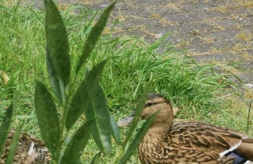 Coesfeld House | HR Cottage am Honigbach