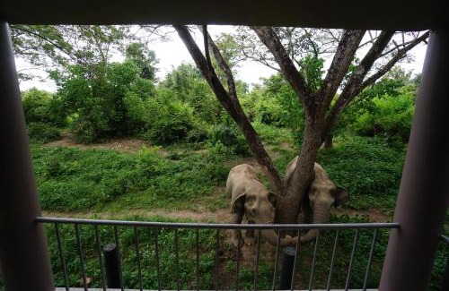 Tha Yang Resort | I love phants Lodge