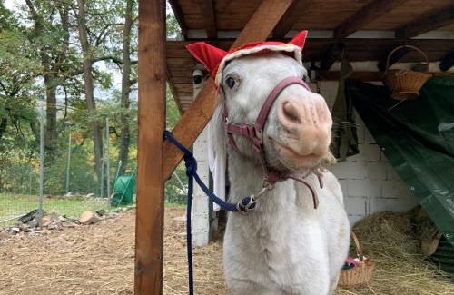 Grizzana Morandi House | ilgiardinoincantato