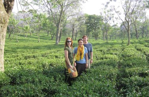 Palampur Hotel | Infinitea Dakbunglow Palampur