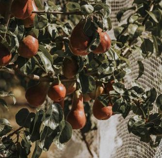 Sorell Hotel | Iron Creek Bay Estate