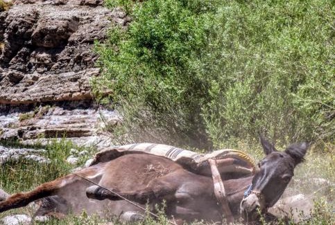 Bou Tharar House | KASBAH DES MONTAGNS maisons d'hôtes la vallée des roses