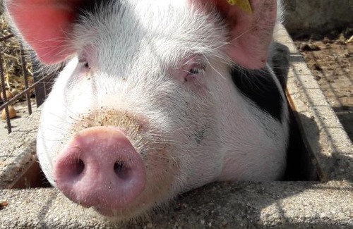 Sarling House | Kerndlerhof