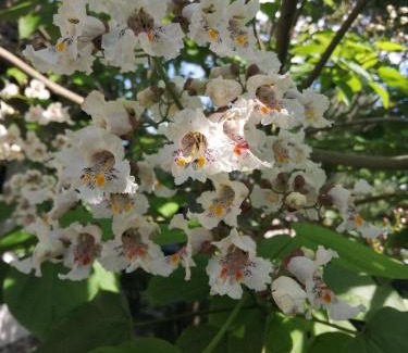 Vilmnitz Apartment | "Kleine Hedwig"