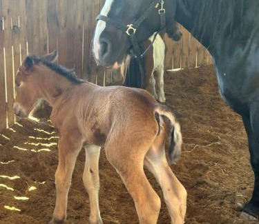 Trzciana House | Koperkowe Rancho Beskid Wyspowy Domek Małopolskie KAMIONNA