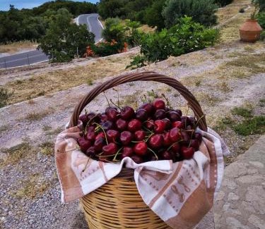 Skala Sykamineas House | Ktima Kiourelioti