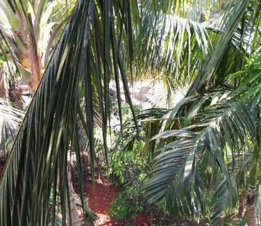 Mhsala House | Kudalkar House