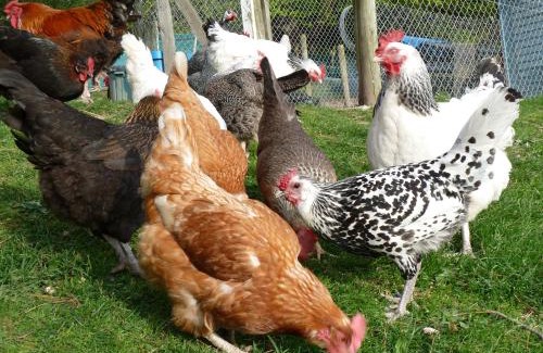 Akaroa Bed & Breakfast | L'abri Bed and Breakfast