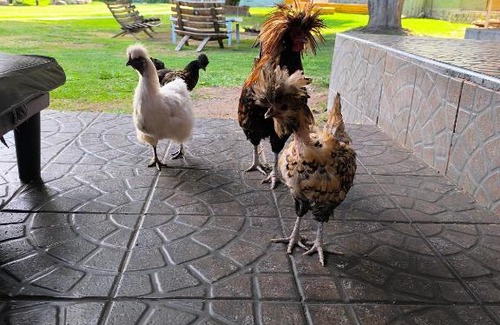 Las Compuertas House | La Bohemia